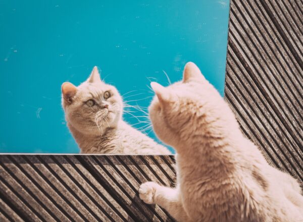 An orange tabby cat looking into a floor mirror.